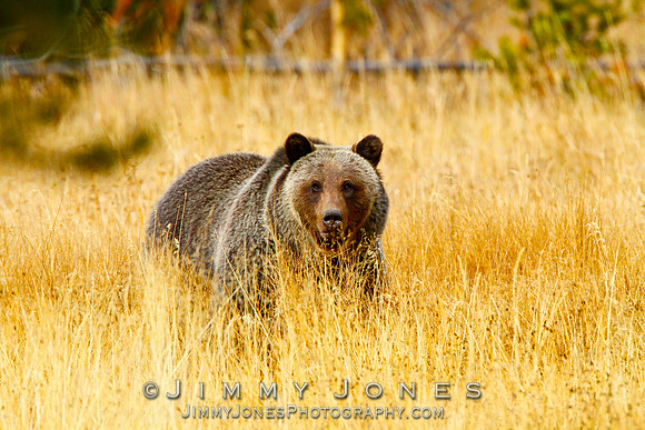 Grizzly Bear Boar