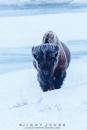 Bison in Frost