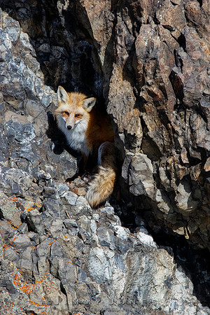 Red Fox