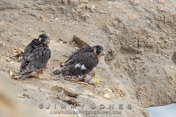 Pre Fledged - Peregrine Falcon Chicks