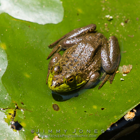 Bull Frog