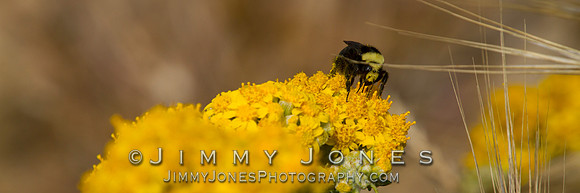 Bumble Bee - BS/P0489