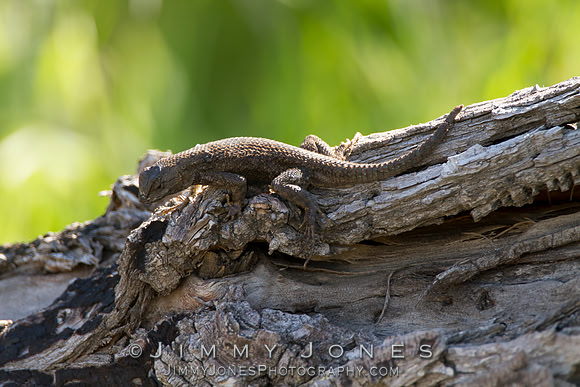 Western Fence Lizard