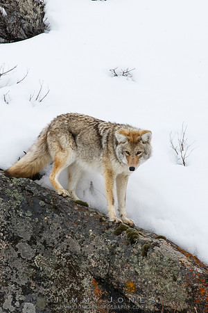 Coyote