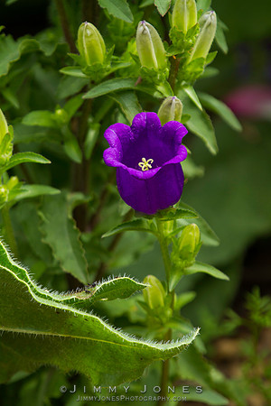 Creeping Bellflower