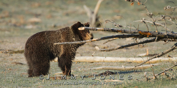 Grizzly Bear Boar