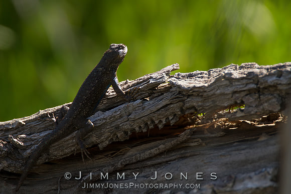 Western Fence Lizard