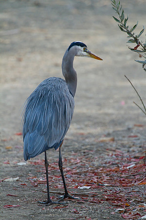 Blue Heron