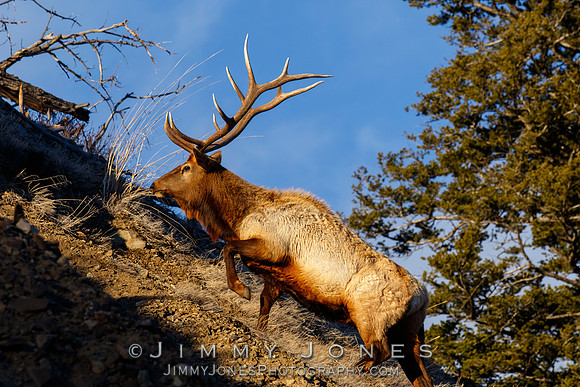 Bull Elk