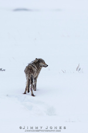 Lamar Canyon Pack Gray Wolf Pup w/ Mange