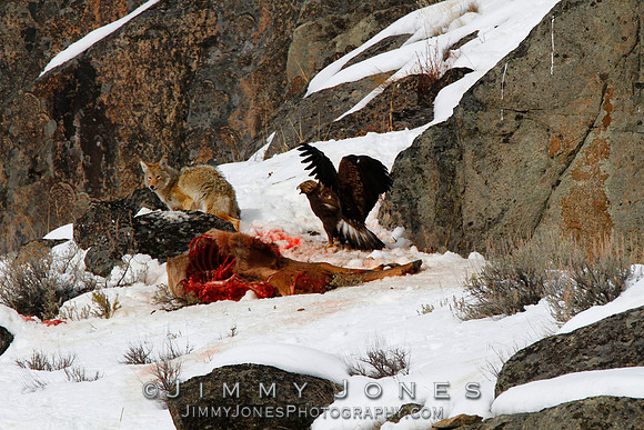 Coyote vs Golden Eagle