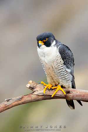 Peregrine Falcon