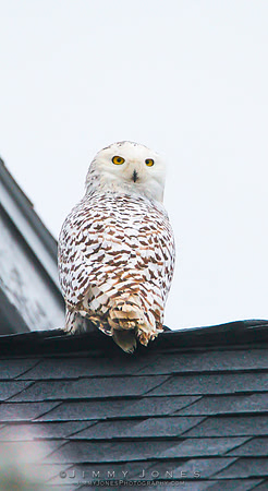 Snowy Owl