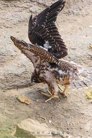 Pre Fledged - Peregrine Falcon Chick