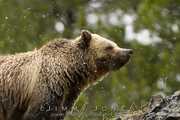 Grizzly Bear