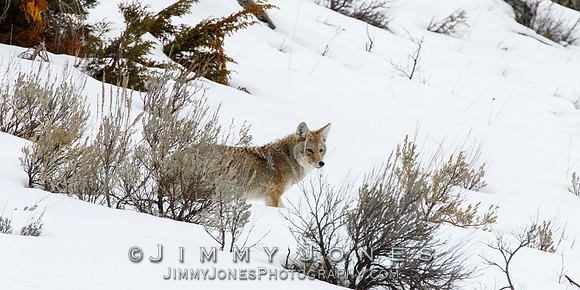 Coyote