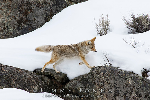 Coyote