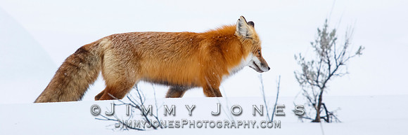 Red Fox