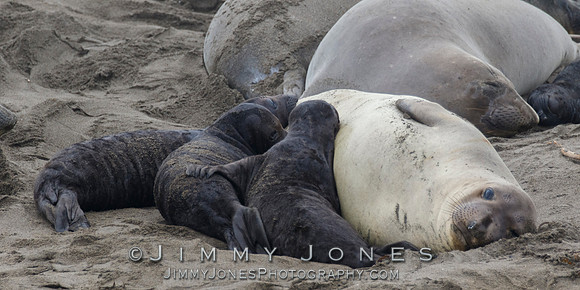 Elephant Seals
