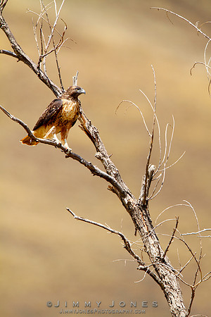 Red-Tailed Hawk