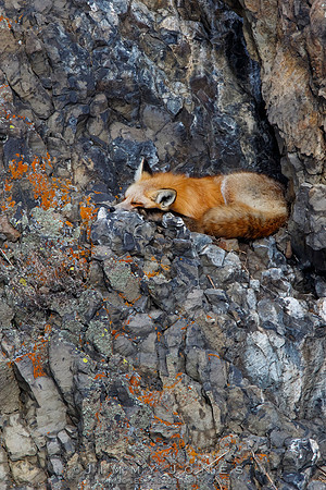 Red Fox