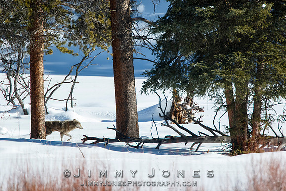 Lamar Canyon Pack Gray Wolf Pup w/ Mange