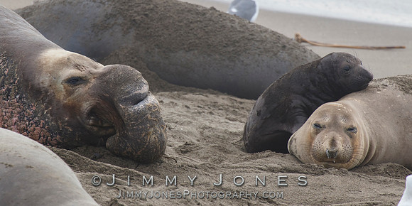 Elephant Seals