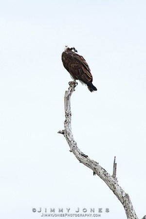 Osprey