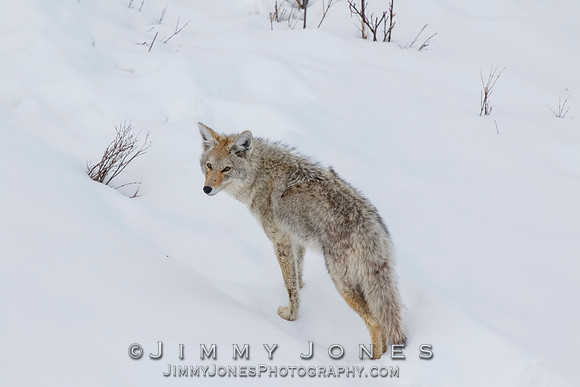 Coyote