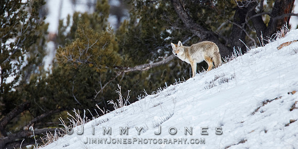 Coyote
