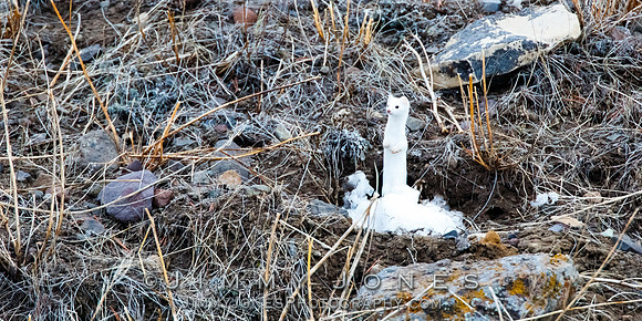 Ermine