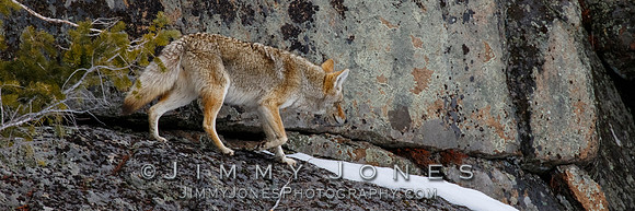 Coyote