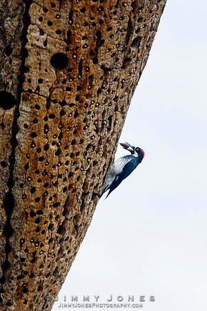 Acorn Woodpecker