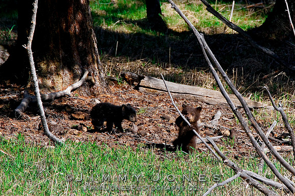 Black Bear Cubs