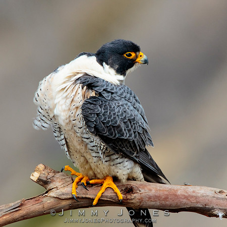 Peregrine Falcon