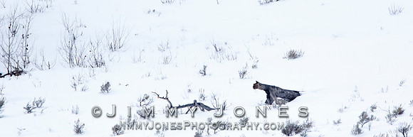 Long Necked Snow Cougar vs Dual Stinger Snow Scorpion