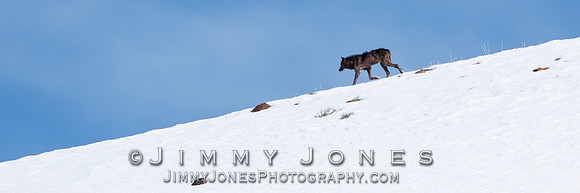 Lamar Canyon Pack Gray Wolf ~ Big-T w/ Mange