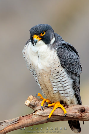 Peregrine Falcon