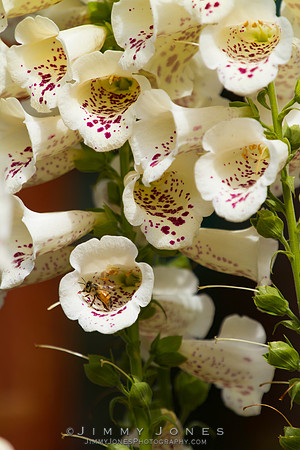 Purple Foxglove