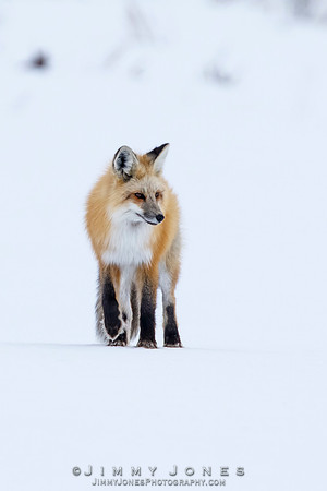 Red Fox