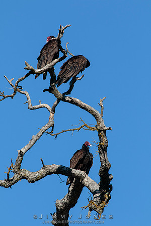 Turkey Vultures