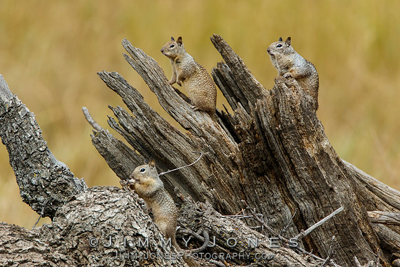 Ground Squirrels