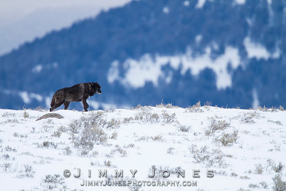 Canyon pack wolf