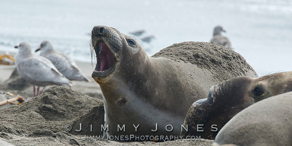 Elephant Seal