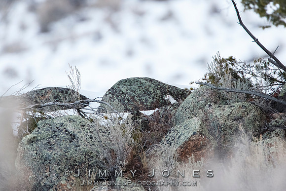 Ermine