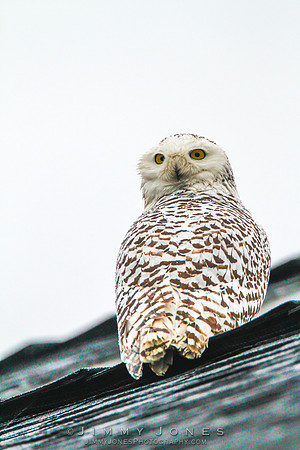 Snowy Owl