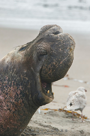 Elephant Seal