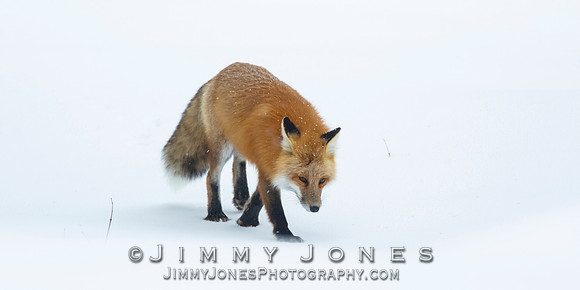 Red Fox