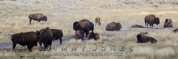 Bison - BS/P0113