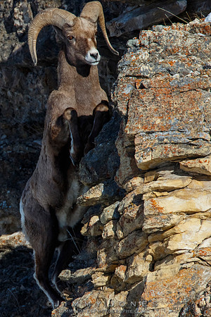 Big Horn Ram